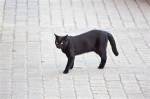 Black cat crossing your path